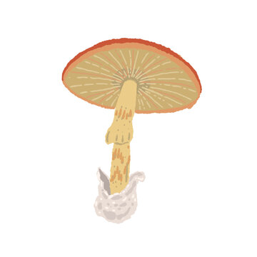 Single Caesar's Mushroom Gills View Hand Drawn Illustration