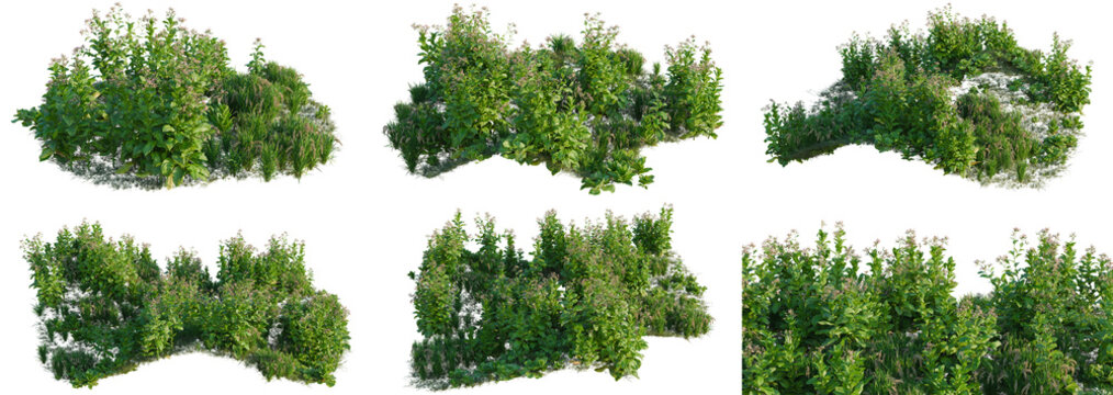 Lactuca sativa and Nicotiana tabacum and Oryza sativa tree line, Forest Edge, Backdrop cutout, isolate transparent background