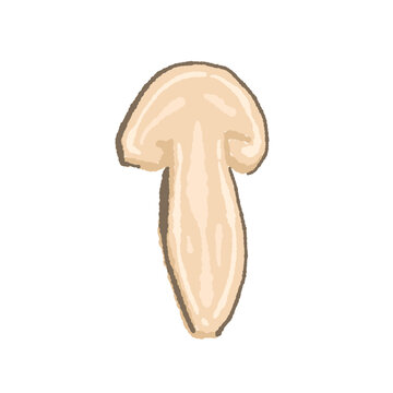 Round Sliced Matsutake Mushroom Hand Drawn Vector Illustration