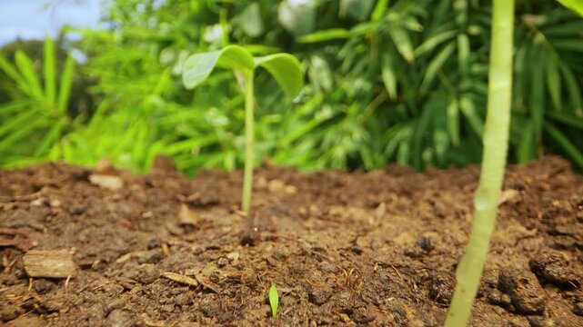Macro Low Angle View of Hand Carefully Touching Tender Seedling Leaves in Sunlight, Inspecting Healthy Plant Growth in Slow Motion