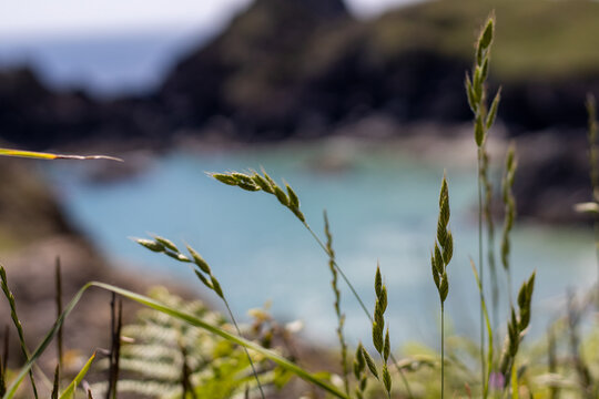 Soft brome on the coast against the sea in soft focus