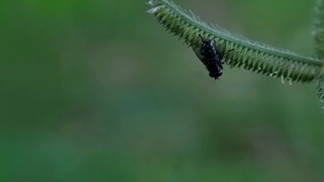 Macro Fly Hanging Upside Down on Stem (Sarcophagidae) Pest Control Concept 4K