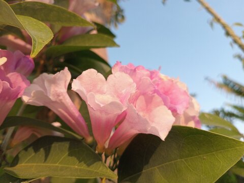 Pink Tabebuia flowers bloom profusely, featuring delicate, trumpet-shaped petals. Their vibrant, captivating color blends with the green foliage and the blue sky backdrop, creating a natural atmospher
