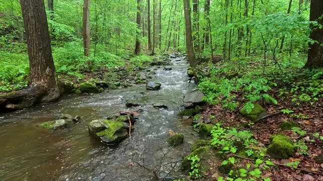 Slow Motion Forest Stream Flowing Through Lush Green Woodland