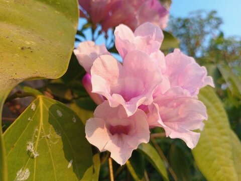 Pink Tabebuia flowers bloom profusely, featuring delicate, trumpet-shaped petals. Their vibrant, captivating color blends with the green foliage and the blue sky backdrop, creating a natural atmospher