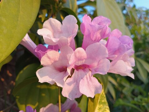 Pink Tabebuia flowers bloom profusely, featuring delicate, trumpet-shaped petals. Their vibrant, captivating color blends with the green foliage and the blue sky backdrop, creating a natural atmospher
