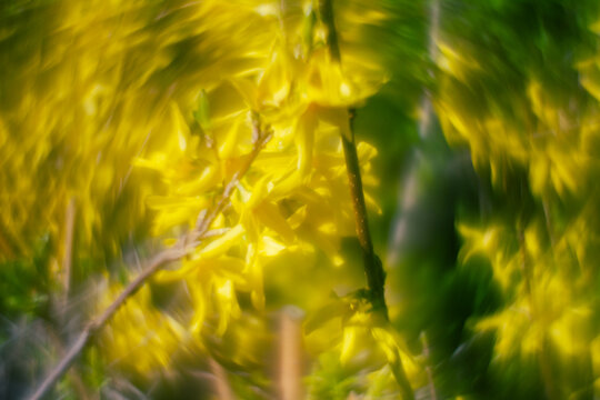 Abstract soft focus bright yellow spring floral background. Glow from custom single glass lens on forsythia blossoms.