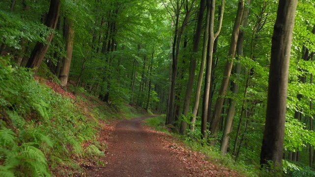 Moving backwards on a scenic path in a lush green beech forest in beautiful soft light. 