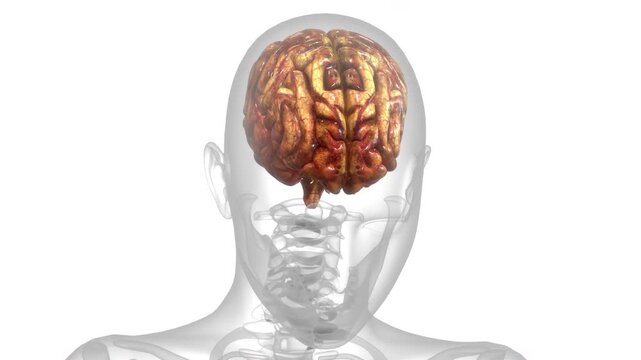Human Suffering with Severe Headache Anatomy Animation Concept