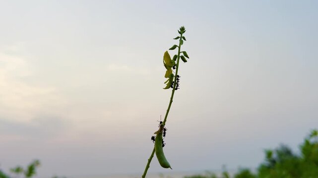 Small Black Ants Crawling on a Delicate Crotalaria Juncea Sunn Hemp Plant Stalk Against a Soft Fading Sunset Sky