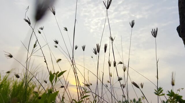Silhouette of wild grass seed heads against a soft pastel sunset sky in a peaceful nature landscape