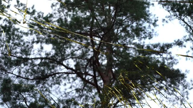 Golden confetti streamers from party poppers hang tangled on tall pine branches in a dense forest, creating a festive leftover celebration mood under pale sky.