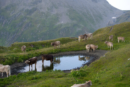 Cow herd with pond at Furka mountain pass in the Swiss Alps on a summer morning. Photo taken July 29th, 2026, Furkapass, Canton of Valais, Switzerland.