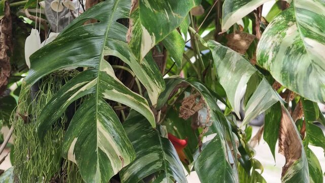 green beans on a tree