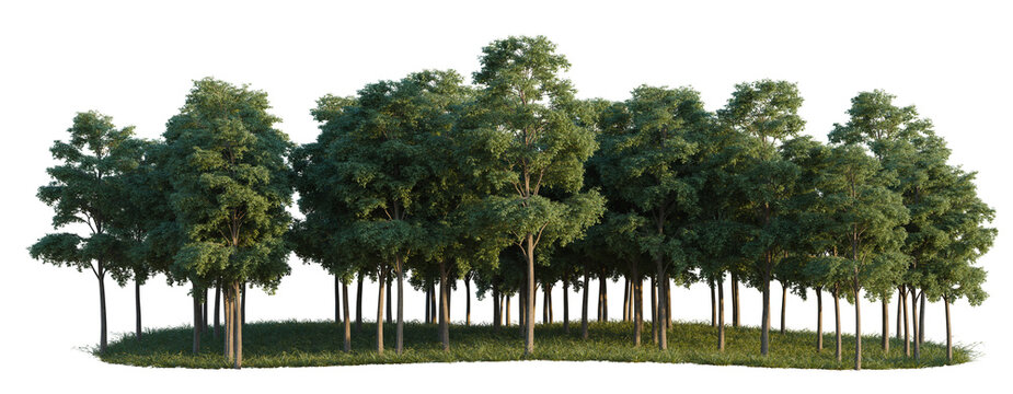 Bucida Buceras tree line, Forest Edge, Backdrop cutout, isolate transparent background, Group of lush green trees with grass on a transparent background - perfect for design.