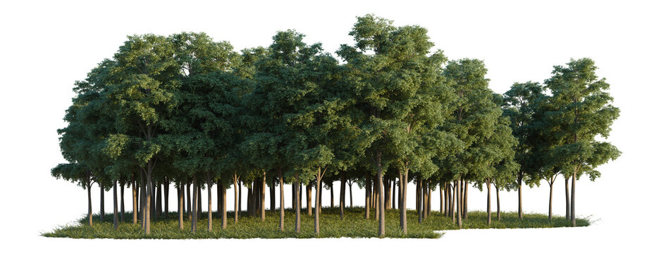 Bucida Buceras tree line, Forest Edge, Backdrop cutout, isolate transparent background, Dense Forest Grouping - Lush Green Trees with Detailed Foliage for Landscape Design and Nature Scenes