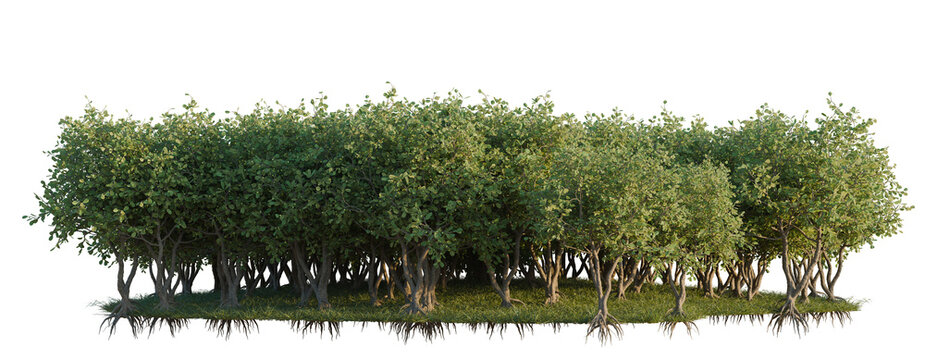 Clusia Rosea tree line, Forest Edge, Backdrop cutout, isolate transparent background, Mangrove Trees with Visible Aerial Roots on a Transparent Background for Design Elements