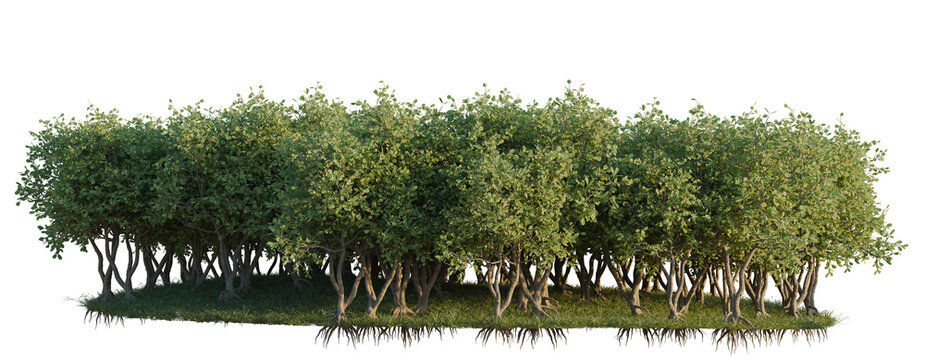 Clusia Rosea tree line, Forest Edge, Backdrop cutout, isolate transparent background, Dense Group of Trees with Visible Roots on Black Background - Nature Stock Photo