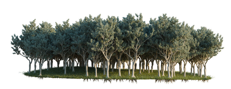 Conocarpus Erectus tree line, Forest Edge, Backdrop cutout, isolate transparent background, Dense Grove of Olive Trees with Detailed Bark Texture and Lush Green Foliage on Black Background