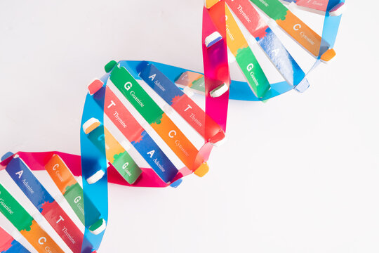 DNA or Deoxyribonucleic acid is a double helix chains structure formed by base pairs attached to a sugar phosphate backbone.