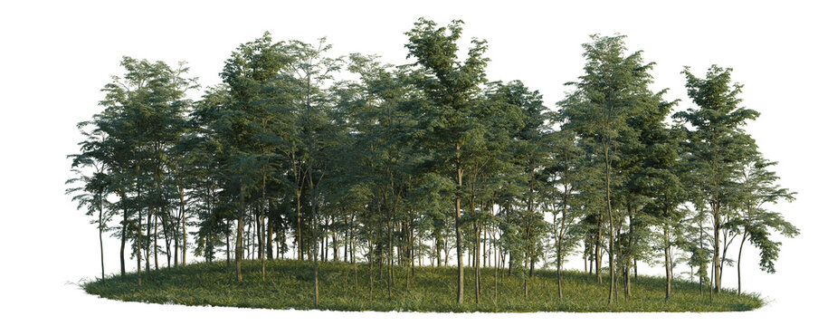 Forest tree line, Forest Edge, Backdrop cutout, isolate transparent background, Dense cluster of lush green trees with vibrant foliage on a grassy mound &ndash; perfect for nature backgrounds.