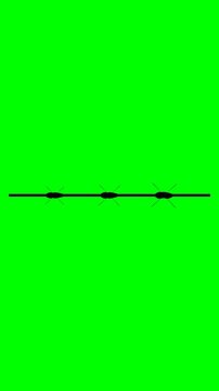 Barbed wire black silhouette line on green screen chroma key background