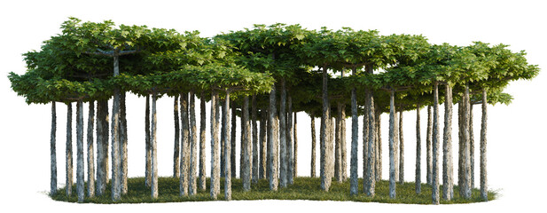 Obraz premium Platanus tree line, Forest Edge, Backdrop cutout, isolate transparent background, Dense Banyan Tree Group with Multiple Trunks – A Lush Tropical Forest Element for Design