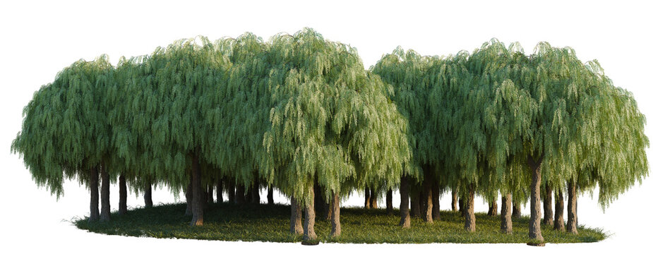 Shinus Molle Bark refl tree line, Forest Edge, Backdrop cutout, isolate transparent background, Group of lush weeping willow trees with a soft grassy base against a dark background.