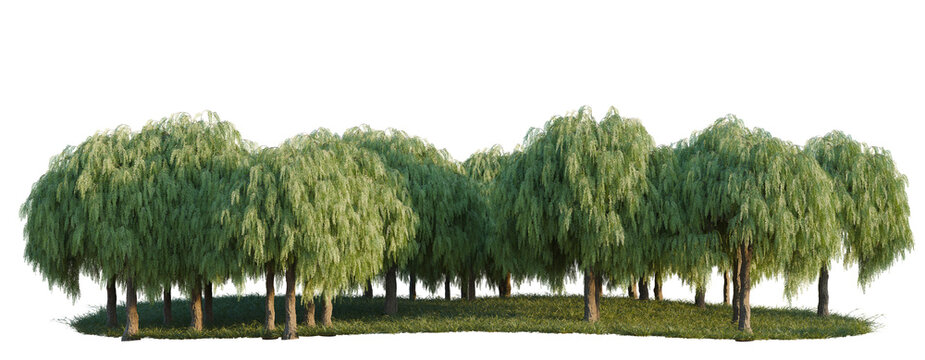 Shinus Molle Bark refl tree line, Forest Edge, Backdrop cutout, isolate transparent background, Row of Weeping Willow Trees with Green Grass - Nature Landscape Element for Design