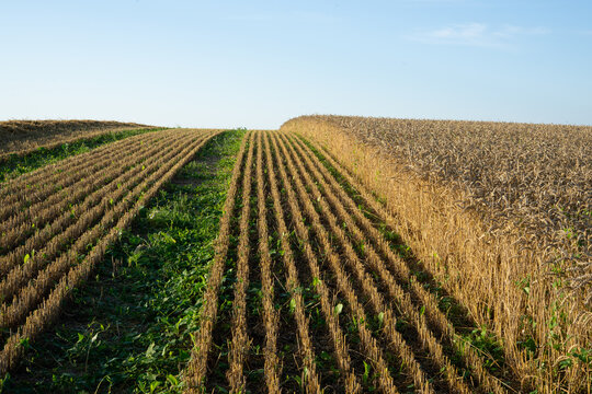 Straw windrow and stubble rows in harvested agricultural field