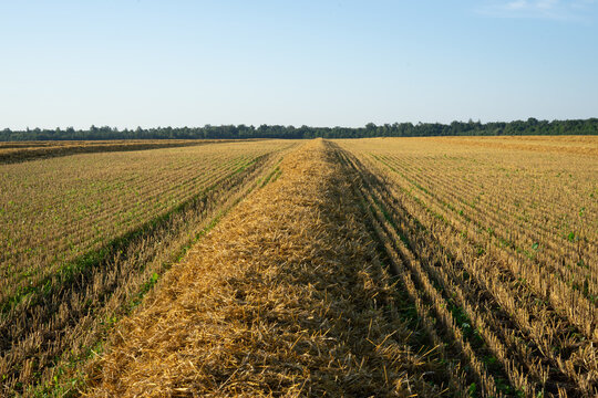 Straw windrow in harvested wheat field under blue sky