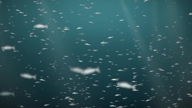 Silver Fish School Swirling Underwater in Light Rays Seamless Loop in vibrant turquoise tones
