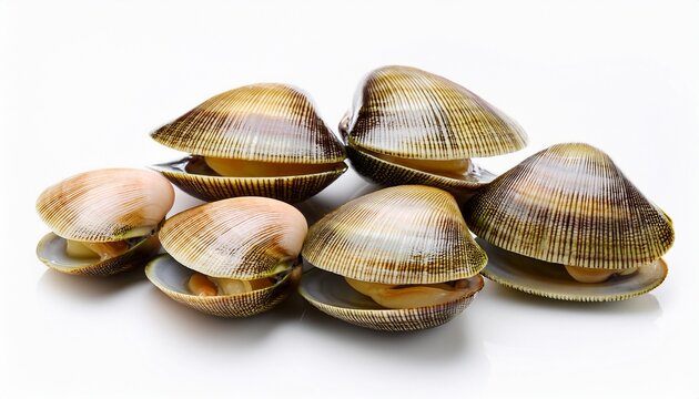 Razor Clams Isolated On White Background Fresh Seafood