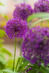 Fototapeta premium Close up of beautiful purple allium flowers blooming in a spring garden, perfect for landscaping concepts