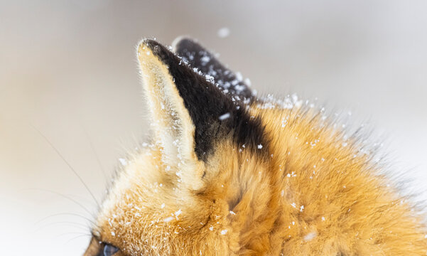 Red fox, winter in Canada. 