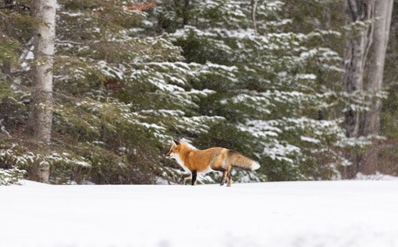 Red fox, winter in Canada. 