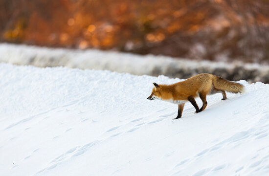 Red fox, winter in Canada. 