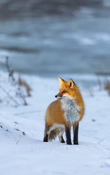 Red fox, winter in Canada. 