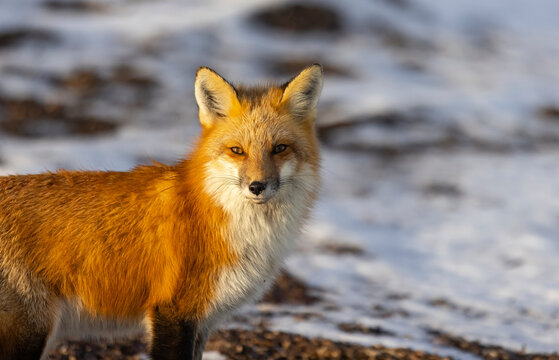 Red fox, winter in Canada. 