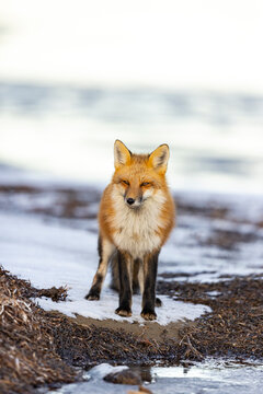 Red fox, winter in Canada. 