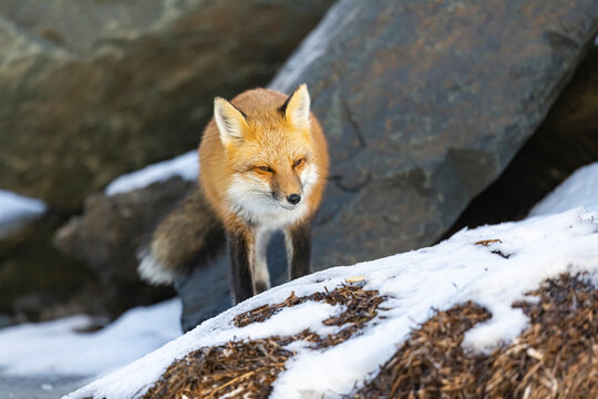 Red fox, winter in Canada. 