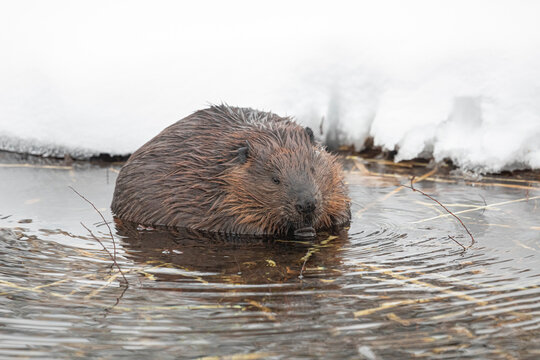 North American beaver chewing on a branch during winter in Canada. 