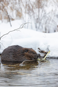 North American beaver chewing on a branch during winter in Canada. 