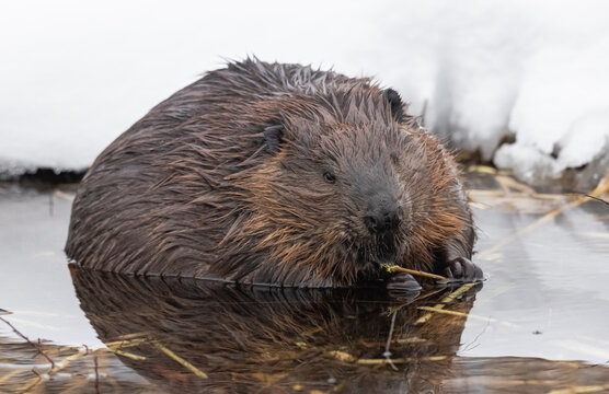 North American beaver chewing on a branch during winter in Canada. 