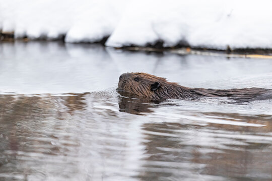 North American beaver chewing on a branch during winter in Canada. 