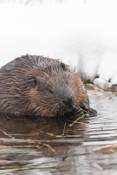 North American beaver chewing on a branch during winter in Canada. 