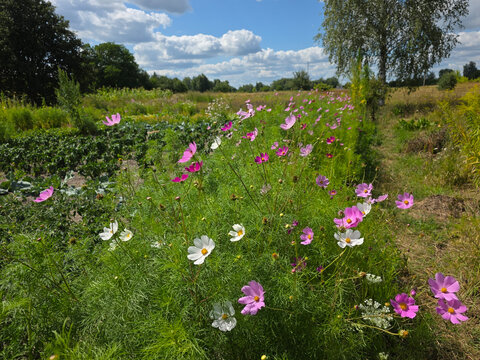 Cosmos plantation at a country house in the countryside.