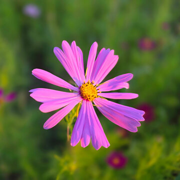 A triumph of beauty in nature.
