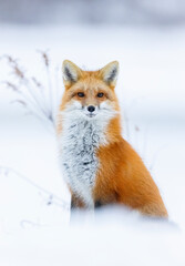 Fototapeta premium Red fox, winter in Canada. 