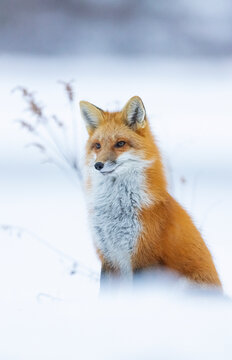 Red fox, winter in Canada. 
